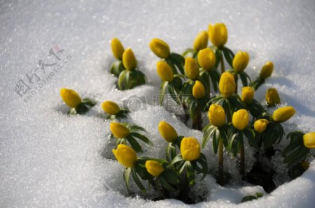 雪地里的黄色花朵
