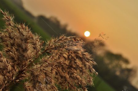 夕阳下的枯草