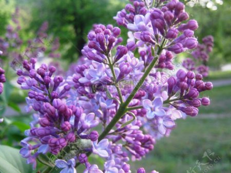 密集的紫色花朵