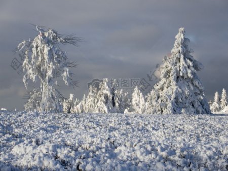 雪地里的树木