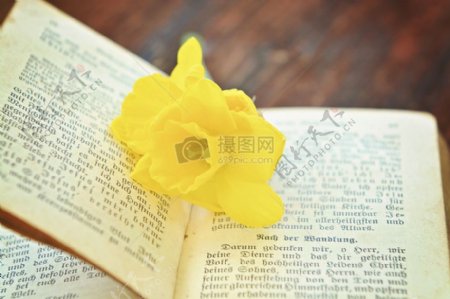 书本中的黄色花朵