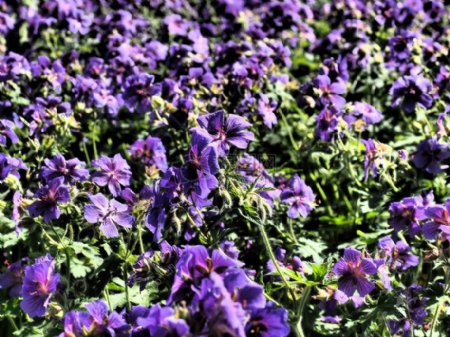枯萎的紫色花朵