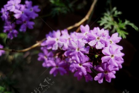 开砸枝头的紫色花朵