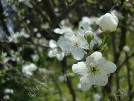 春天里盛开的梨树