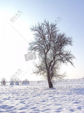 冬天雪后的大树