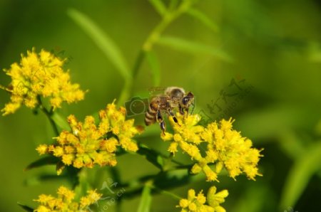 采集花粉的蜜蜂