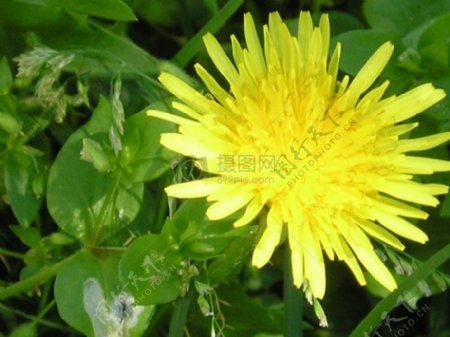 黄色蒲公英的花朵