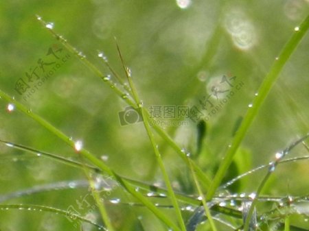 嫩绿草叶上的水滴