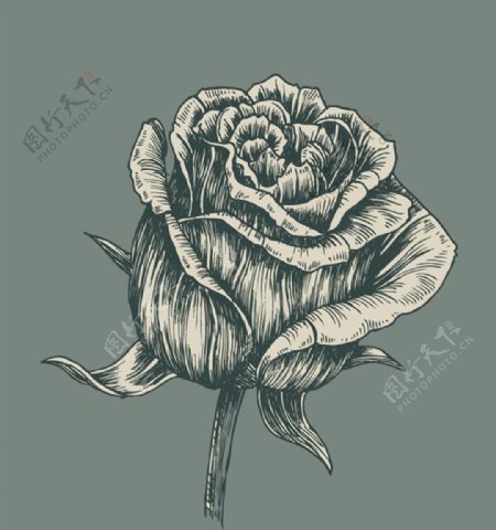 矢量图手绘单支玫瑰