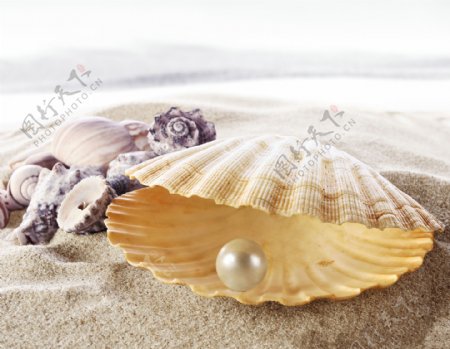 贝壳里的珍珠特写图片