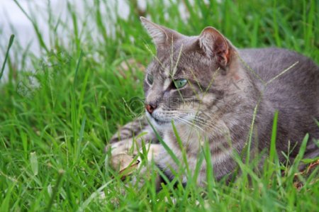 趴在草地上的猫