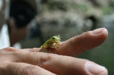 手指上的小青蛙