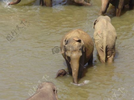 水里的大象群