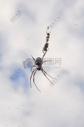 吊在空中的蜘蛛