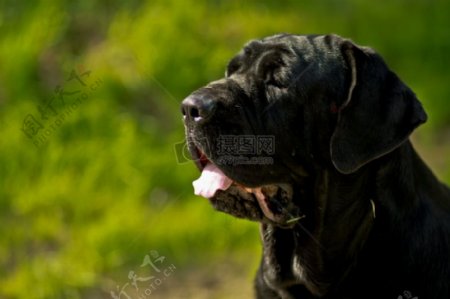 伸舌头的黑狗