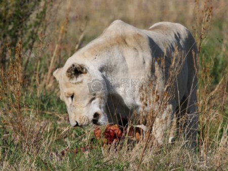 正在吃肉的狮子