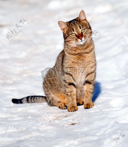 雪地里的猫咪