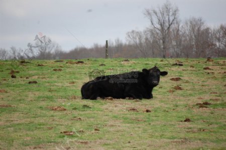 草地上趴着的牛