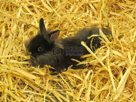 复活节兔子在稻草上