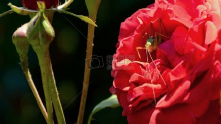 昆虫在一朵玫瑰