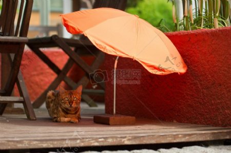 猫与沙滩伞
