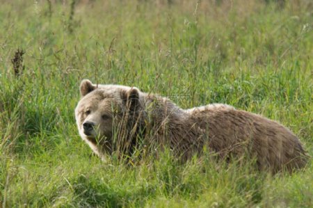 棕色的熊在草丛中休息
