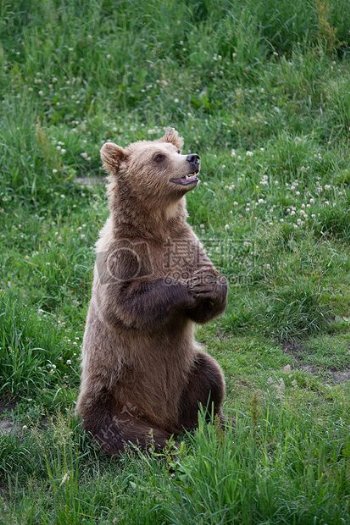 棕色的熊乞讨食物