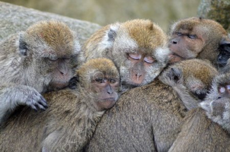猴子家族2