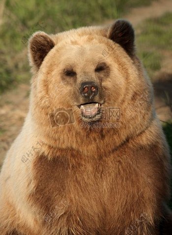 棕色的熊肖像