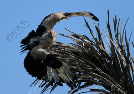 非洲palmnut秃鹫在飞行4