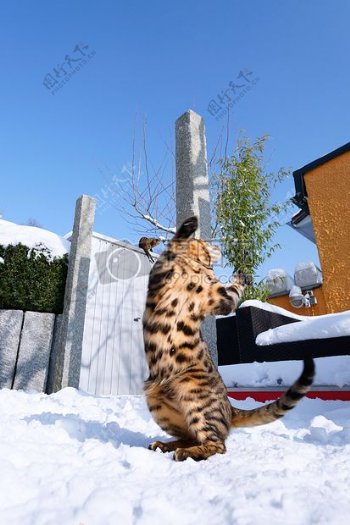 孟加拉猫在雪中起舞