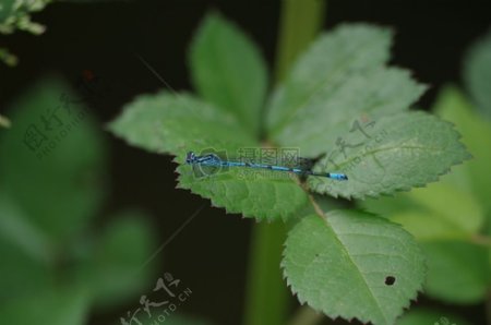 蓝蜻蜓