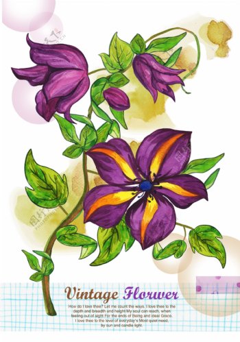 韩式小清新手绘紫色花朵