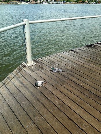 鸽子在水附近休息
