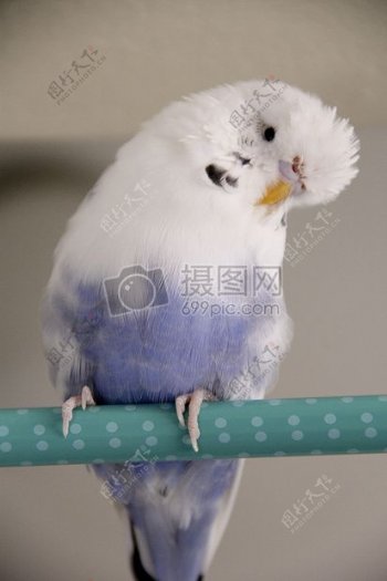 白色蓝鹦鹉