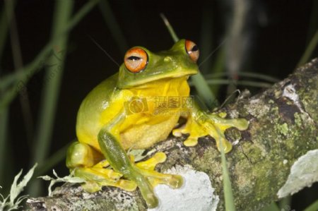 红眼绿树蛙1