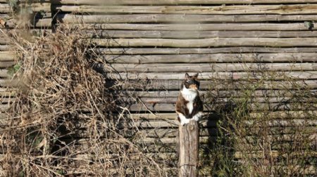 在树桩上的猫