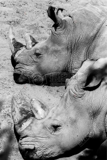 非洲犀牛黑白照片