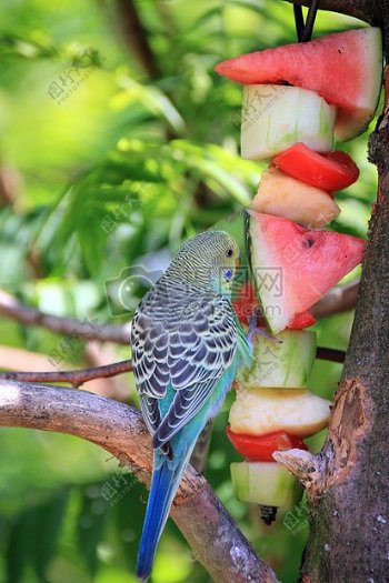 吃西瓜的小鸟