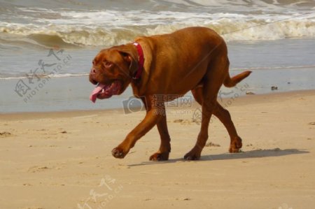 沙滩上的狗狗