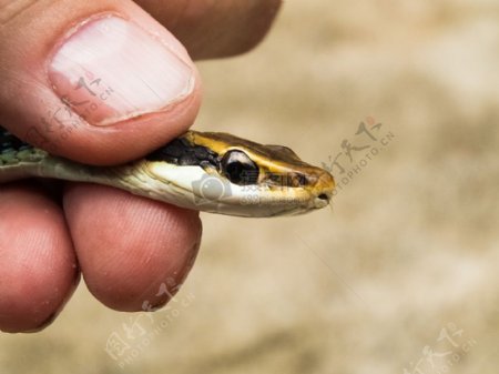 手里面的小蛇