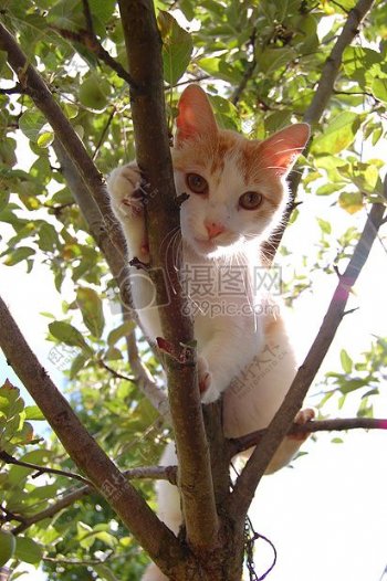爬在树上的小猫
