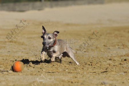 沙地上的小狗