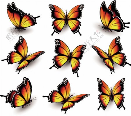 橙色的各种姿态的蝴蝶