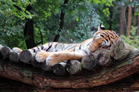 躺在木桩上休息的老虎
