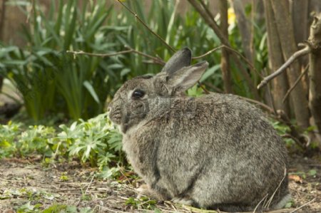 卧在草地的兔子