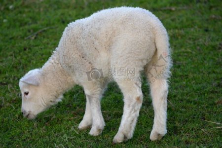 草地上的绵羊