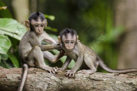 站在树干上的两只小猴子