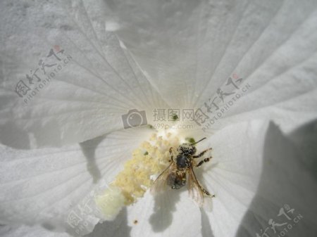 白色花瓣上的蜜蜂