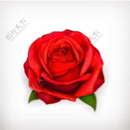红色玫瑰花矢量素材下载